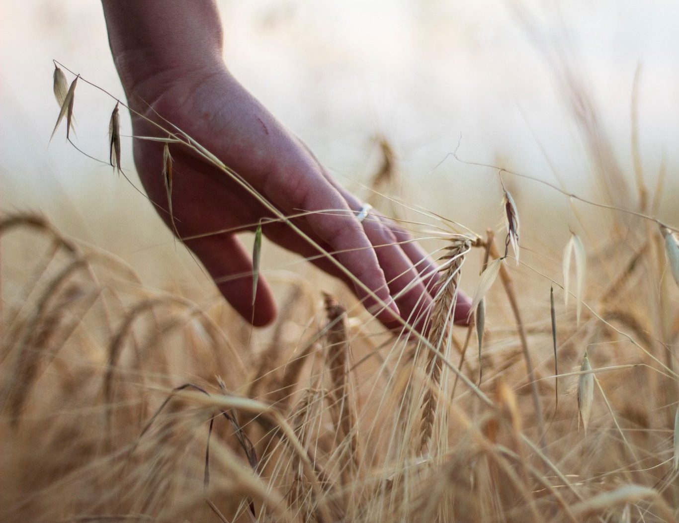 Getreide in guten Händen Getreide in guten Händen